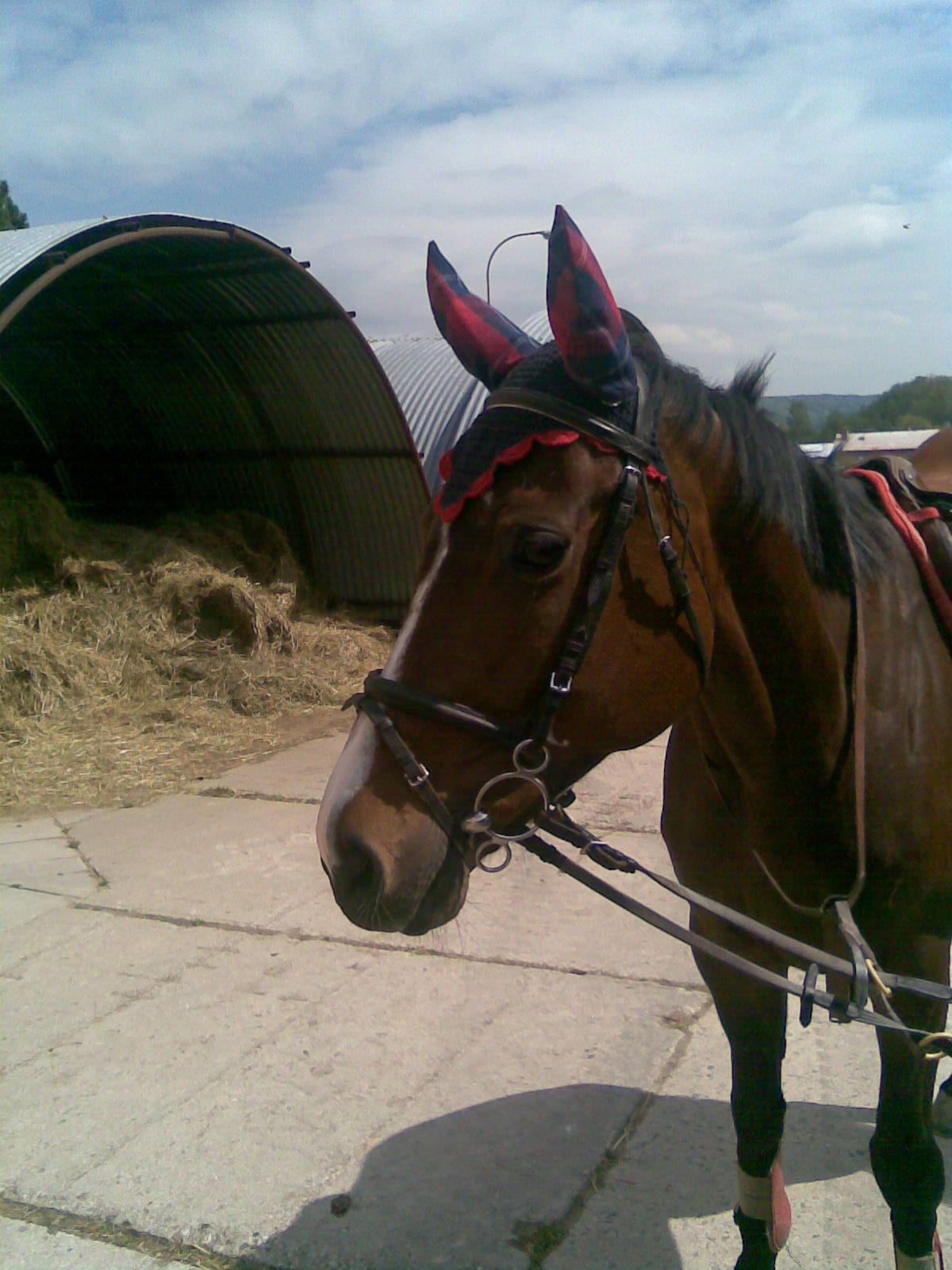 Obraz005.jpg